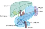 Pankreas Übersicht
